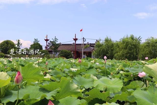 宁波因神话传说而建的寺院，荷塘成为热门打卡地，美人蕉花海更美