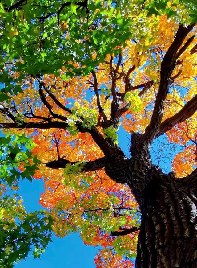 请再欣赏一下这最美的秋天