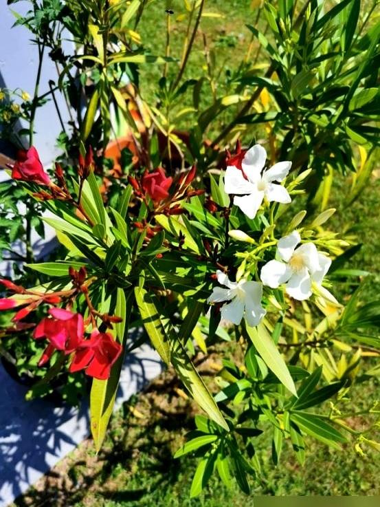 阴花不能进阳宅！这5种花“打死”也不养，家里若有？快挪走！
