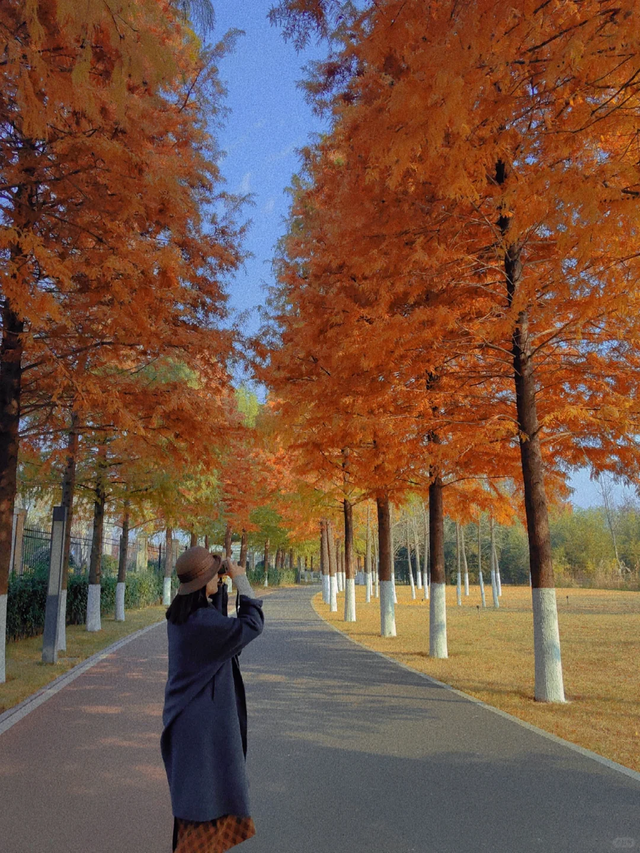 临沂「红杉」「红枫」浓度拉满，出片率100%