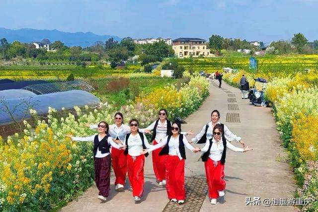 西彭新民村：万亩金浪入画来，重庆藏着个金色童话