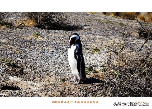 南极南美三国行游影记（76）—阿根廷旁塔汤布国家公园（三）