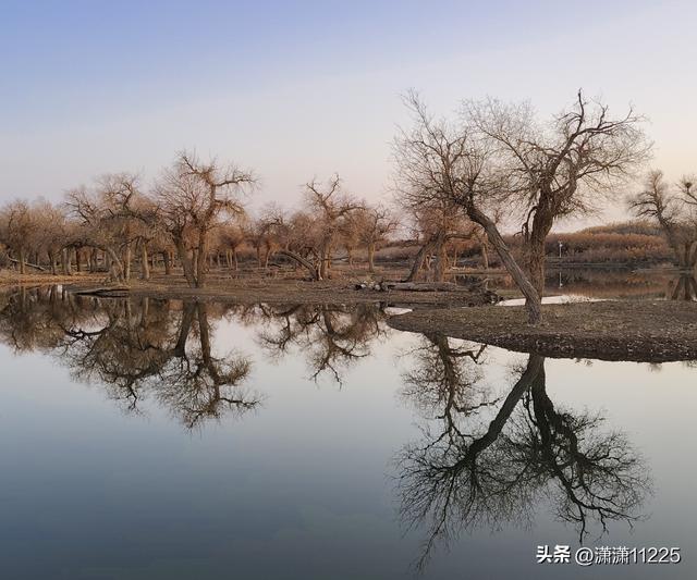 额济纳今年没有金胡杨，有的是创新的套路（1）