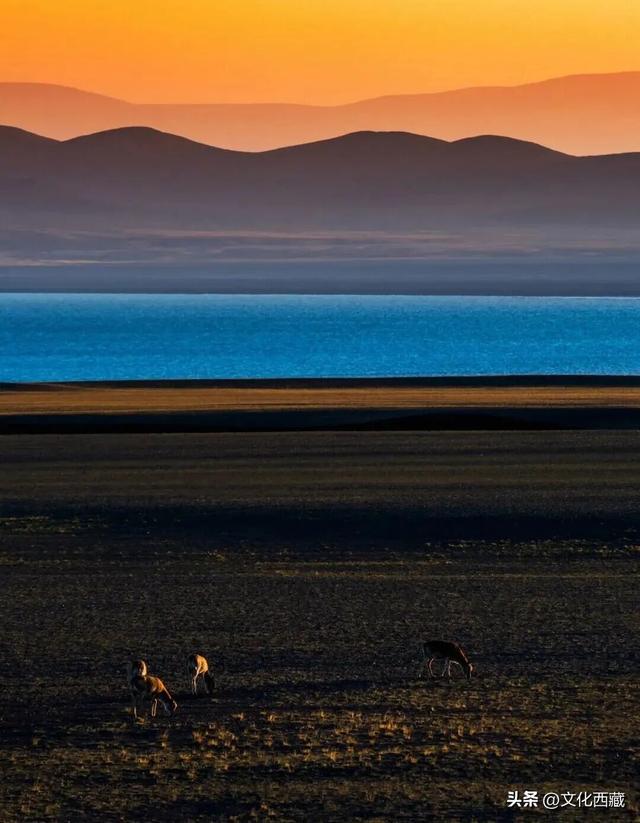 阿里！浓缩了西藏最极致的风光！看完这5种绝色才算不虚此行！