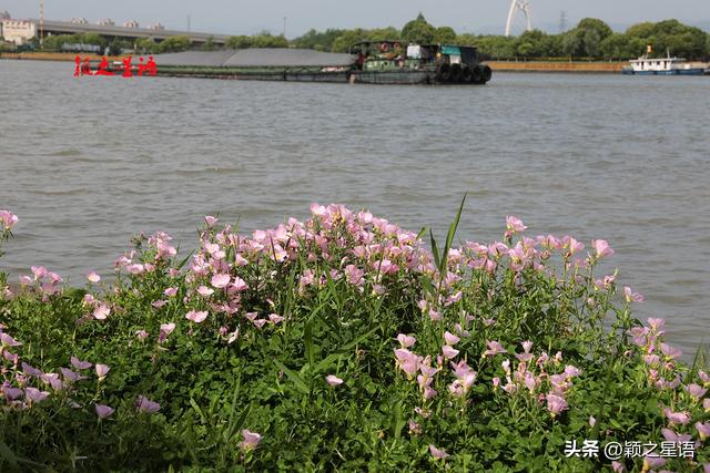 姚江南岸健身步道，美丽月见草花开成海，在水一方