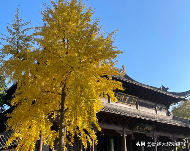 古风意境拉满，银杏披上黄金甲，这个杭州秋冬古祠，即将成顶流！