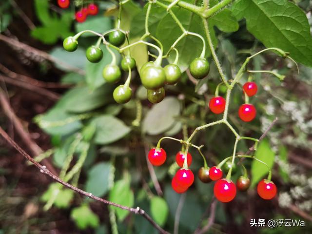 ​​​忍着胸上方肋骨的疼痛，爬了个齐长城，累计拔高900+，走了13公里