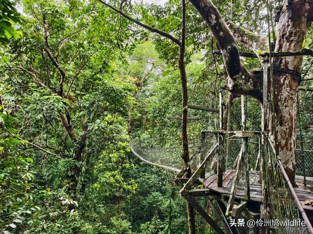 马来西亚(31)砂拉越州⑤姆鲁山canopy树冠高空漫游