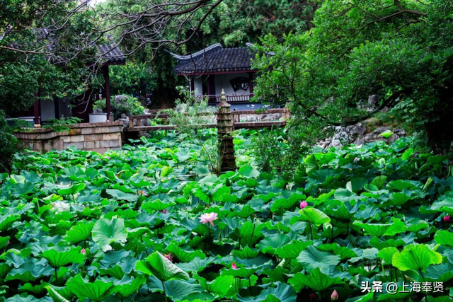 古风+荷花=绝配！“上海奉贤”线下活动邀您参与→