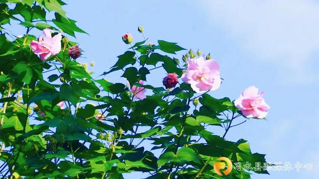 秋日黔行・养在贵州丨箐山晨光里的诗意康养
