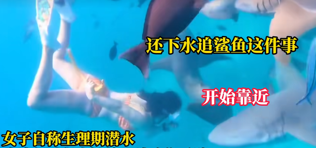 惊险！女子生理期潜水被鲨鱼咬伤，专家：血腥味有刺激