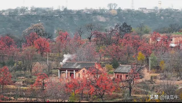 陕西彬州柿子火出圈，千万级流量，引来全国游客打卡