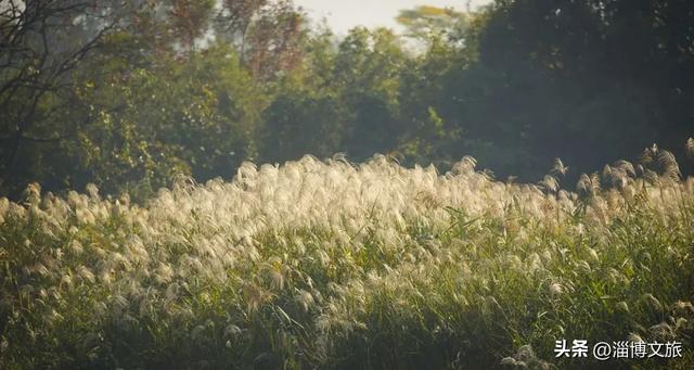 气温骤降8℃,「雪」要来了!在淄博,邂逅一场白色浪漫→