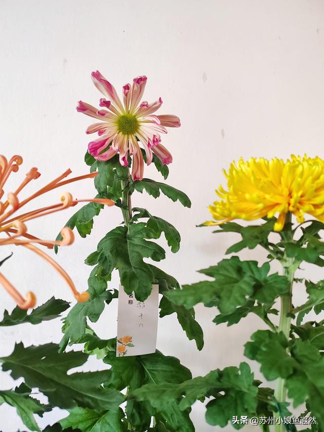 2025苏州狮子林菊展：赴一场比《甄嬛传》存菊堂更盛的秋日菊宴