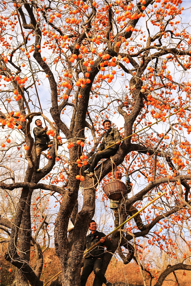 【联动宣传】冬游陇南，邂逅冬日双重奏