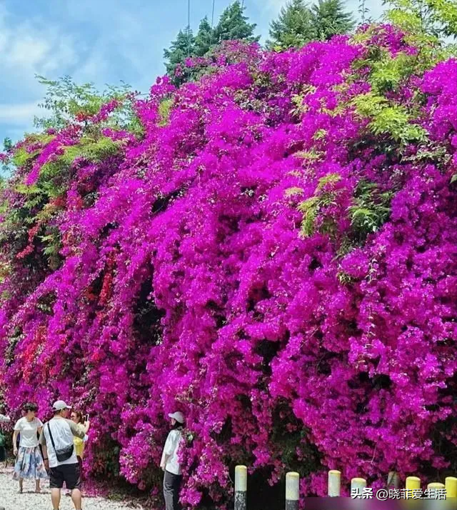 昆明一户人家门口，开出了5层楼的“花瀑”，太美，太壮观了~