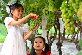 “沉浸式”体验！四川仁寿：小小葡萄 串起“甜蜜”近郊游图片