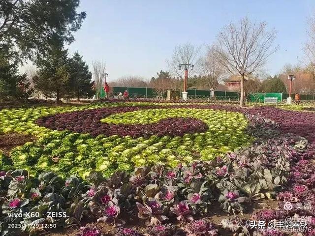 北京景山公园羽衣,冬园锦色|申艳娟