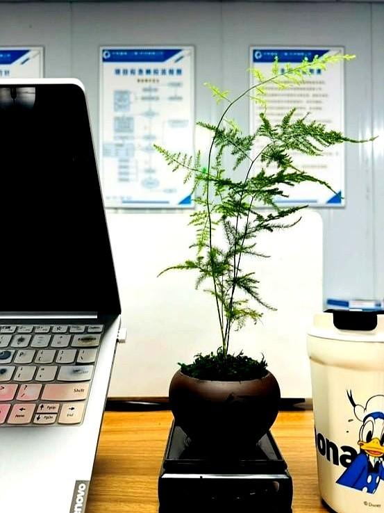 “！阴花不能进阳宅”，家里若有这5种花，请赶紧“搬出去”！