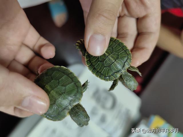我的八月