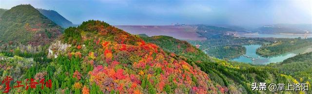 层林尽染！洛阳黄河两岸秋景已上线