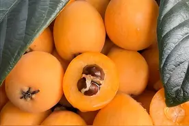 原来枇杷这样吃才是 “养生天花板”！润肺止咳全靠它图片