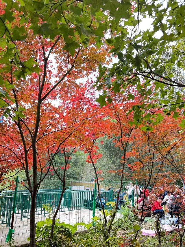 最新实拍！潍坊这里迎来“全红时刻”！