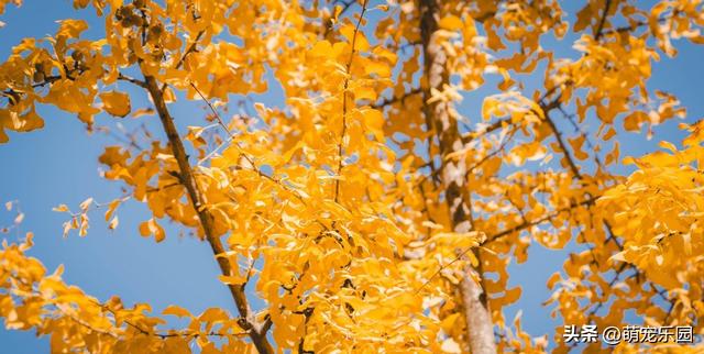 逛了这么多地方，才发现最迷人的银杏藏在身边，金叶子等着被发现