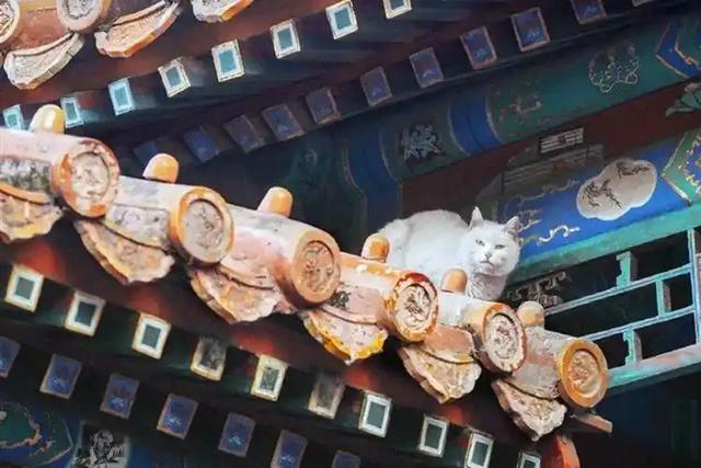 故宫里的宫猫火了！白天当网红，晚上做保安，背后还有600年编制