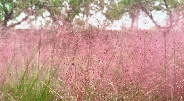 城市一隅，粉黛花开，邂逅一场不期而遇的温柔