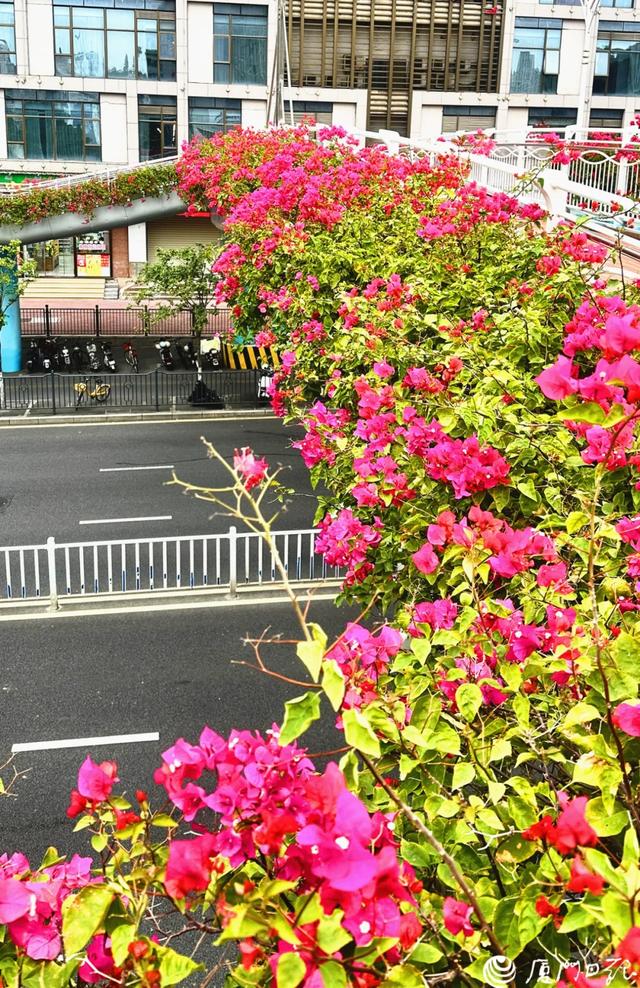 厦门又一网红出片点位,上新!美成偶像剧取景地→