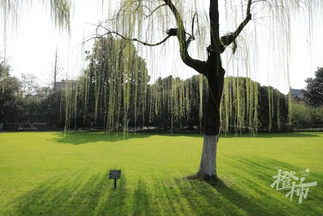 西湖边柳浪闻莺大草坪，为什么可以四季常绿？