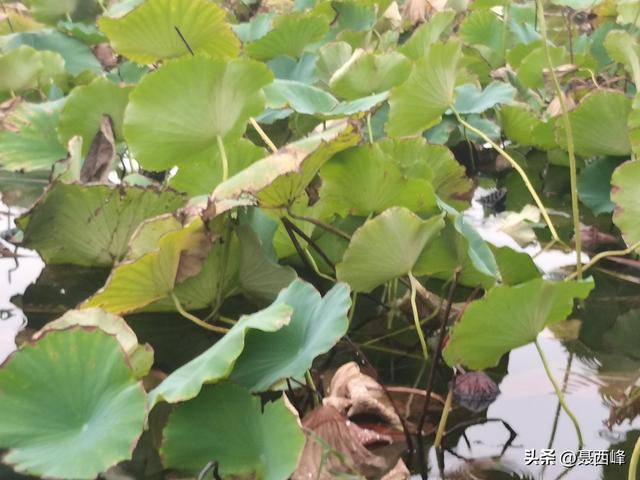 湖岸风光:秋菏