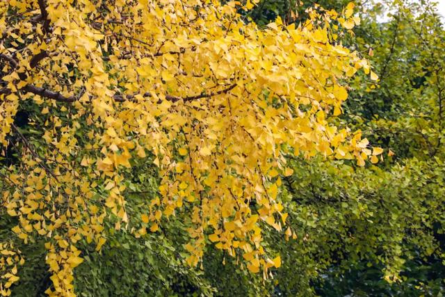 好看!好拍!郫都银杏打卡攻略→