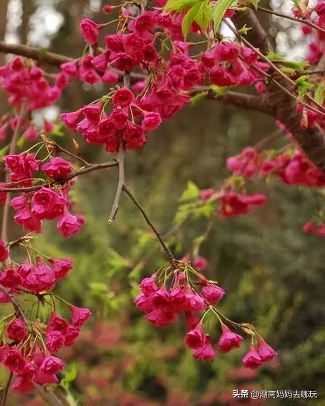 第一波樱花已盛放！带娃冲这里，市中心藏着粉色浪漫