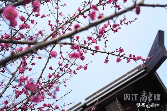 高铁穿花海！快来内江这个公园赏梅打卡