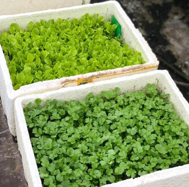 山东女子用200个矿泉水瓶在封闭阳台实现了蔬菜自由，网友:太牛了