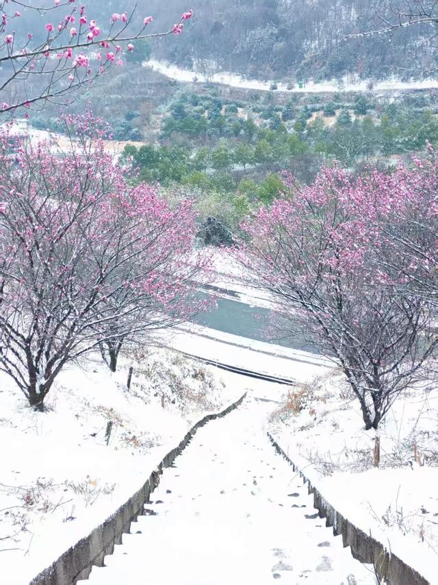 大寒至，雪满黄陂梅正香！
