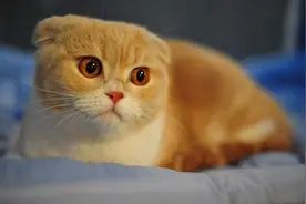 小动物拦路有什么说法？看了评论区的分享，真的相信万物有灵！图片