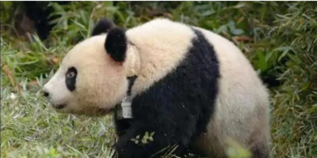 5岁半在野外被同类打死，奶爸一夜白头