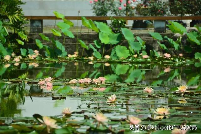 把夏天泡进花海里！前茅公园的浓烈+园博园的清新，快来享用双份“夏日特调”
