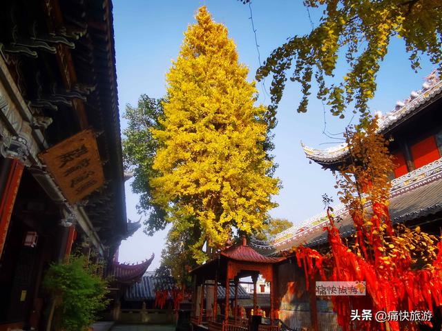 银杏黄了，自贡天池寺秋意登场！