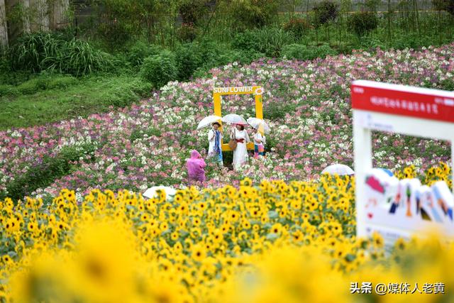 六盘水明湖百余亩花田盛开引游客赏花入画来