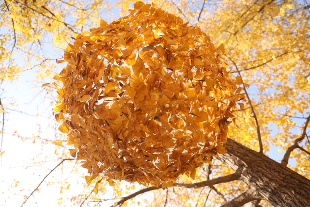 没扫的落叶，都去哪儿了？拱墅这片银杏林靠它火了