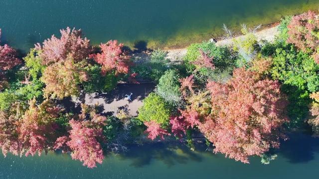 如画上犹，“枫”景独好！