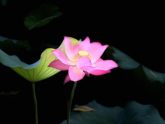 夏日西湖，8月9日。