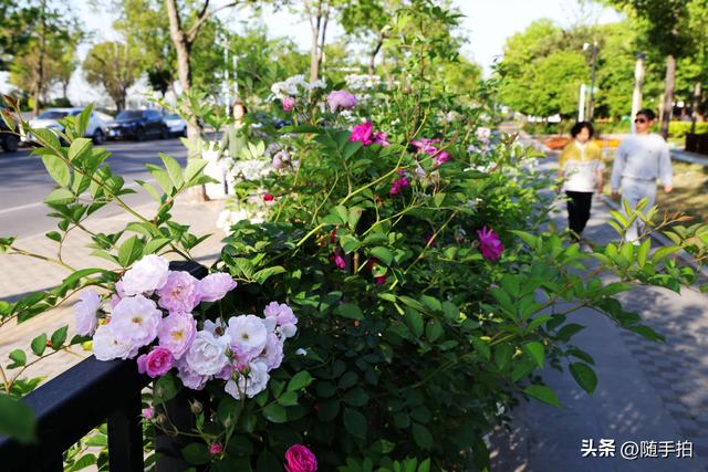 上海闵行“小外滩”蔷薇花怒放，赏心悦目