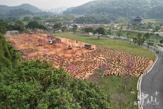 紫花风铃木、美丽异木棉……中山这些公园花开正好，快去打卡