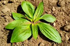 路边就有的车前草，竟是高尿酸和痛风的天敌，4种黄金搭配请收好图片