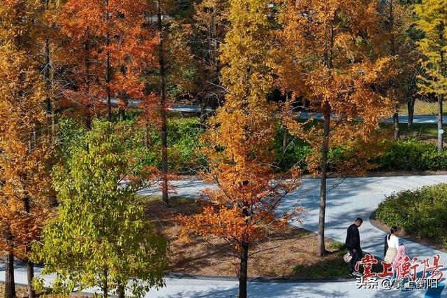 陆家新区中心公园“上线”限定暖色系